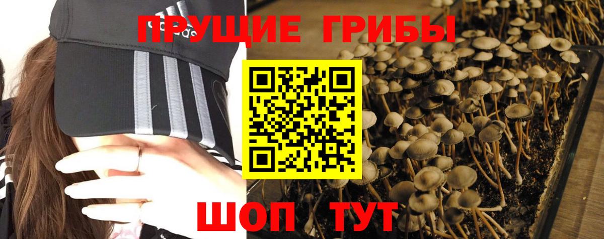 Кингисепп  Галлюциногенные грибы Magic Shrooms  Галлюциногенные грибы Magic Shrooms  Вход с VPN 